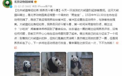 北京动物园一大熊猫翻墙（计划蓄谋已久）