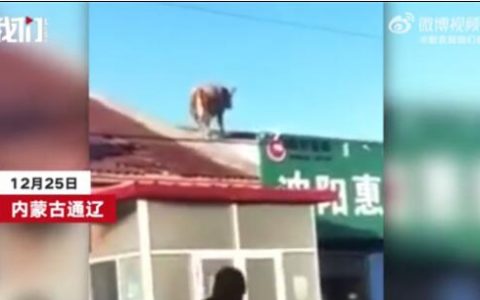 内蒙古一头牛跳上房顶奔跑（勇敢牛牛，不怕困难）