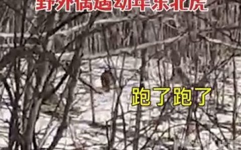 女子兜风偶遇肉乎乎的小东北虎（太可爱了吧）