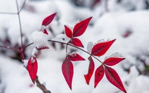 建造师的悲凉_考证到底带来了什么？